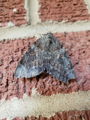 Catocala agrippina