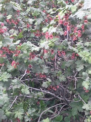 Ribes montigenum