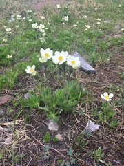 Anemonastrum zephyrum