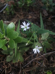 Pseudostellaria