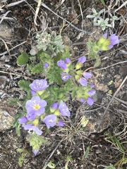 Polemonium pulcherrimum delicatum