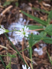 Pseudostellaria
