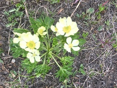 Anemonastrum zephyrum