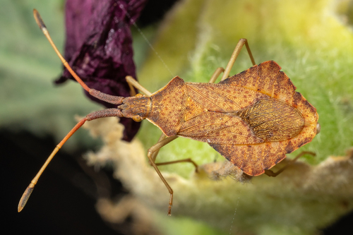 Rhombic Leatherbug, photo 4 of 10
