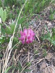 Trifolium parryi