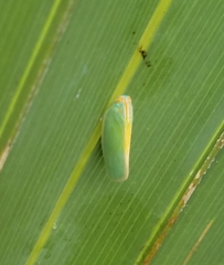 Ormenaria rufifascia