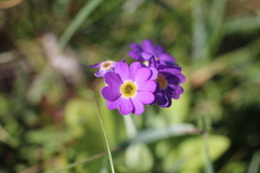 Primula scotica