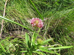 Trifolium beckwithii