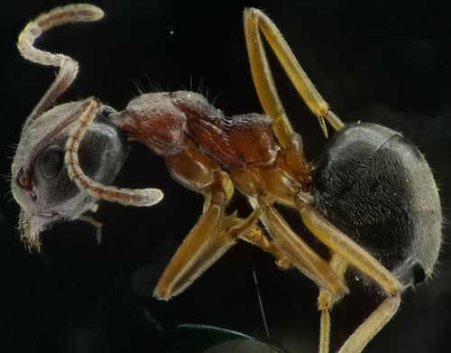 平背臭蚁Dolichoderus flatidorsus