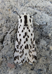 Hypercompe permaculata