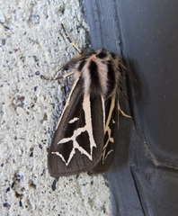 Apantesis williamsii