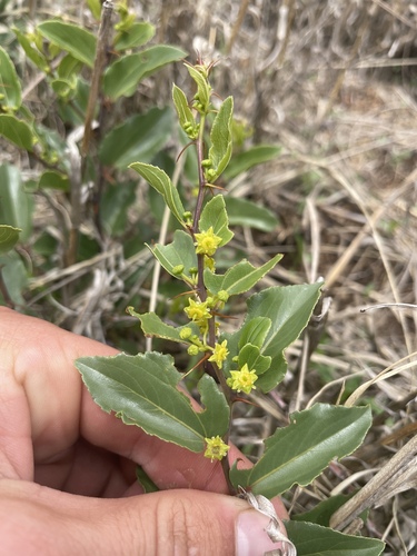 Image of Ziziphus zeyheriana by (c) Justin Ponder, some rights reserved (CC BY)