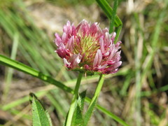 Trifolium beckwithii