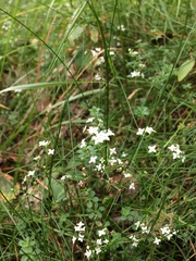 Galium saxatile