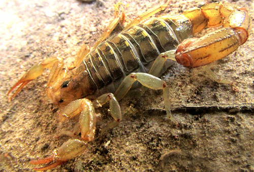 Mesomexovis punctatus