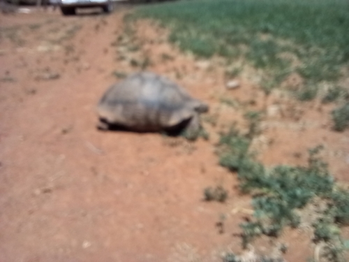 Leopard Tortoise