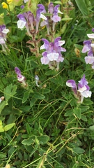 Scutellaria alpina