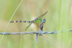 Erpetogomphus eutainia