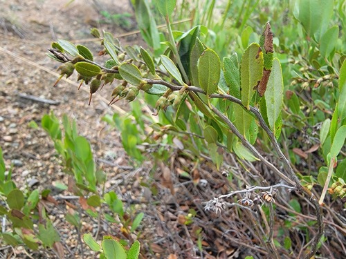 leatherleaf