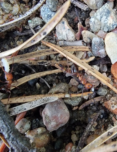 Dakota Mound Ant