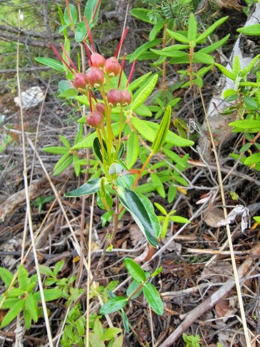Swamp Laurel