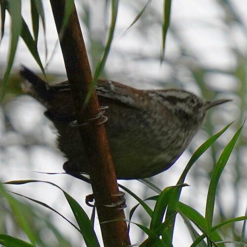 Timberline Wren (Thryorchilus browni), photo 6