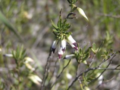 Conostephium pendulum