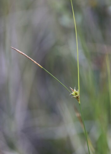 few-seeded sedge