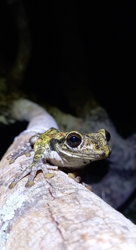 Black-spotted Casque-headed Tree Frog