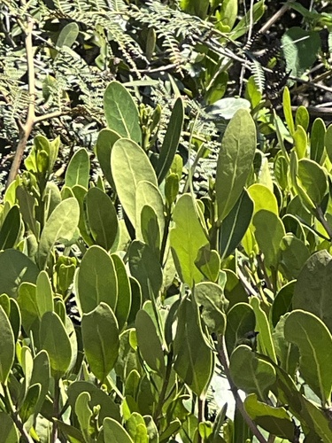 tapia (Uapaca bojeri)