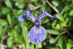 Iris hookeri