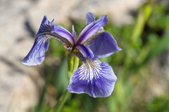 Iris hookeri