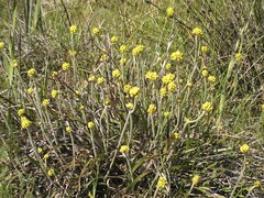 Conostylis candicans