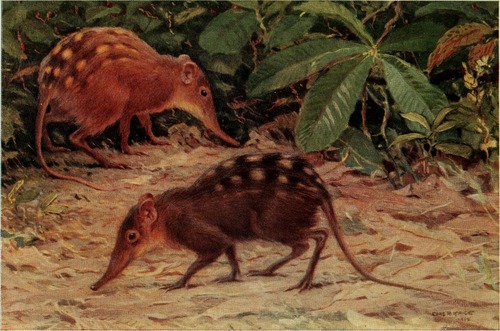 White-tailed Sengi