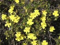 Hibbertia hypericoides