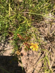 Hypericum lloydii