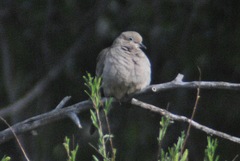 Zenaida macroura marginella