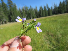 Porterella carnosula