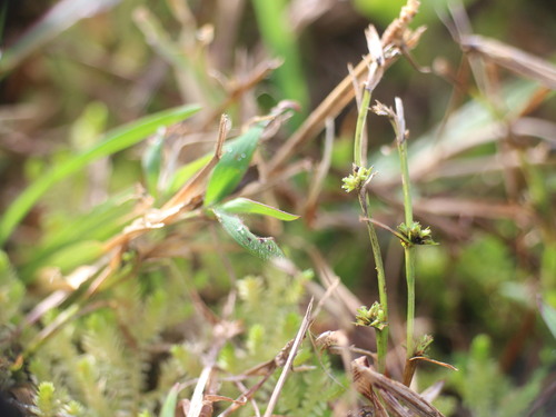 Diplacrum caricinum observed 2024-11-15