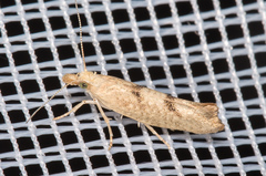 Ypsolopha alpella