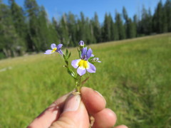 Porterella carnosula