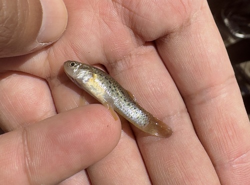 Spotted onesided livebearer (Jenynsia maculata) — Anablepidae