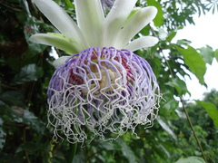 Passiflora nitida