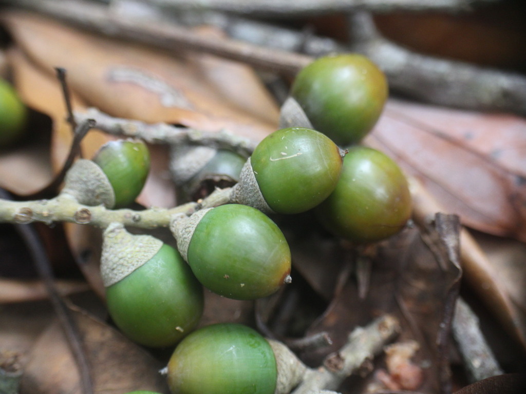 Lithocarpus nantoensis
