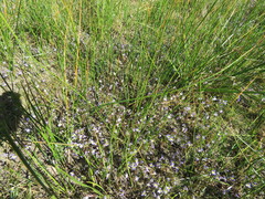 Porterella carnosula