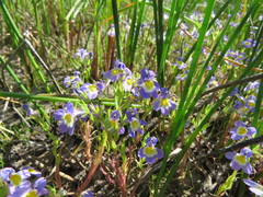 Porterella carnosula