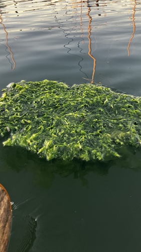 Ulva lactuca