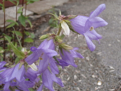 Campanula trachelium