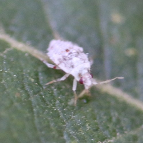 Deraeocoris schach