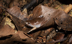 Eyebrowed Humming Frog photo 2